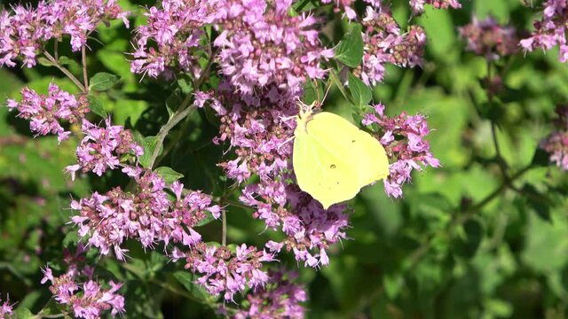 Beautiful yellow butterfly Gonepteryx rhamni on a purple flower