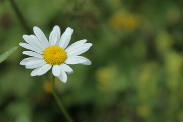 Obraz premium flower