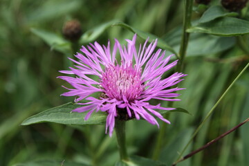 Obraz premium flower