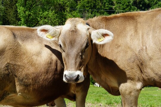 Head of a cow, Swiss brow breed in front view leaning on the body of another cow. Photo taken on the pasture surrounding the St. Gallen Bridge trail in Switzerland.   