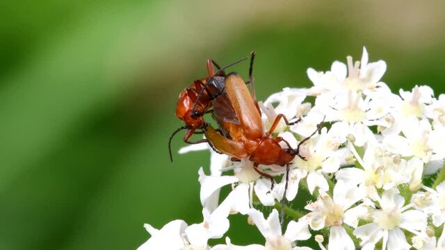 Pair of Soldier Beetle in copulation. Their Latin name is Cantharis livida.