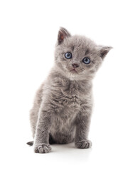Small gray kitten.