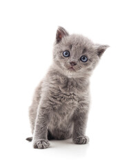 Obraz premium Small gray kitten.