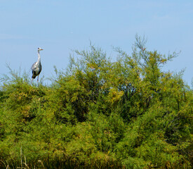 Cigogne Gironde France