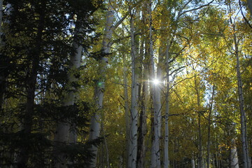 The morning sun peaking through a grove of Aspen trees in an alpine forest