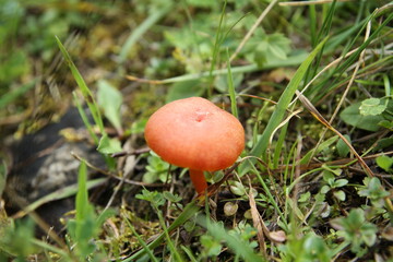 mushroom