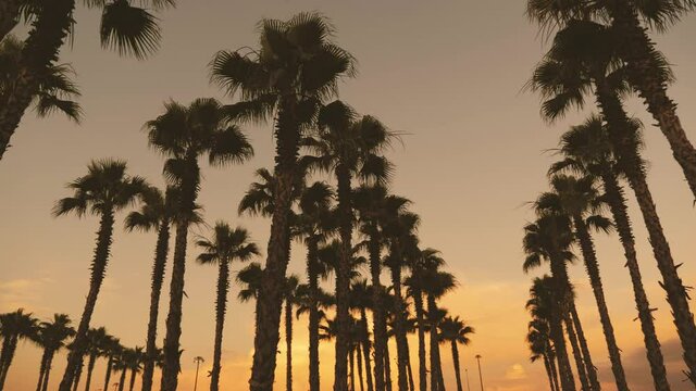 Silhouette palm trees in street at sunset. Summer tropical beach concept.