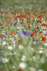 Flowers Meeting