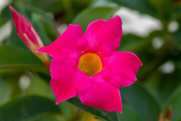 Among the climbing plants with the most beautiful flowers observed Dipladenia, better known by the name of Mandevilla or Brazilian jasmine