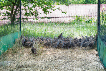Breeding of young gray partridges