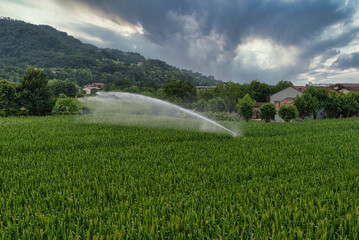 irrigation corn field near farm