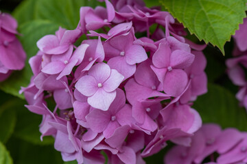 Hydrangeas are generous, strong and extremely adaptable plants. 