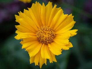 yellow blossom close up