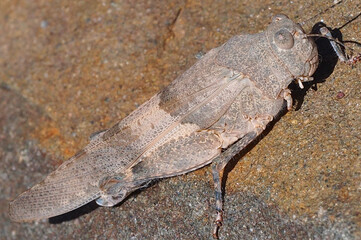 Grasshopper (Sphingonotus azurescens) - in Algarve, Portugal.