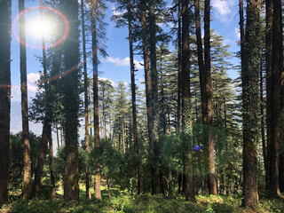 forest in the morning
