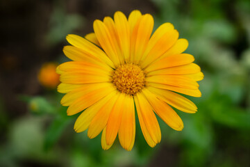 Calendula. Flower field plant. Yellow round flower on a green background