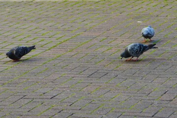 Fototapeta premium Pigeons eating scraps in Portsmouth City Centre 