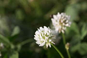 white flower on a background of blurred grass
