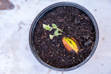 Oak seed growing in bot and have some leaves