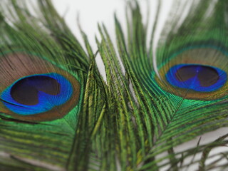 Obraz premium unique, fancy, celebrate, macro nature, card, studio shot, bird, feathers, eyes close up, eye, vivid, ornamented, majestic, light, plume, isolated, concept, turquoise, exotic, macro, pretty, wallpaper