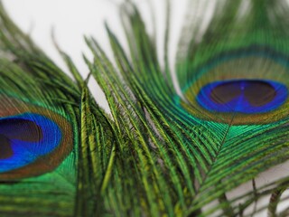 Obraz premium unique, fancy, celebrate, macro nature, card, studio shot, bird, feathers, eyes close up, eye, vivid, ornamented, majestic, light, plume, isolated, concept, turquoise, exotic, macro, pretty, wallpaper