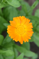 yellow flower of calendula