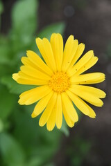yellow daisy flower