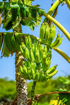 Fresh green Bananas