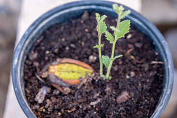 Oak seed growing in bot and have some leaves