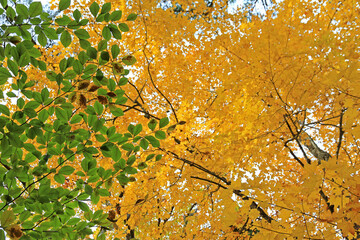 High contrast image of green and gold leaves on trees in autumn for abstract or background use