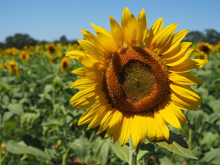 closeup of sunflower in field