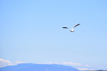 Fototapeta na wymiar lonely flying small seagull bird in clear bright blue air sky, idea for freedom