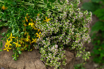 Bunch of flowering oregano and hypericum. Culinary herb, curative plants