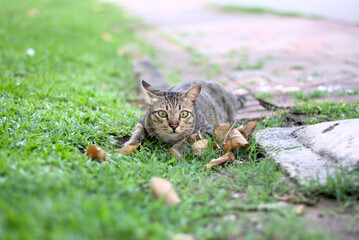 Portraits beautiful black small tabby cat with yellow big eyes lying down outdoor in summer, looking at camera ready to pounce its prey in garden, there is green grass nature foreground and background