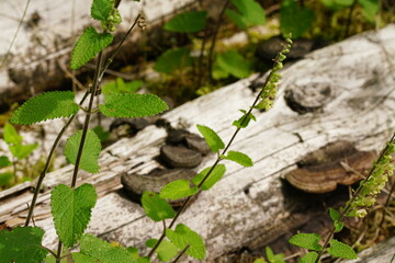 Totes Holz mit neuem Leben in Form von Pflanzen und Blumen