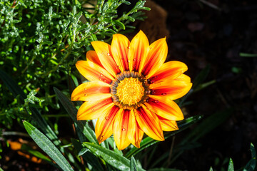 Orange Gazania flower in garden