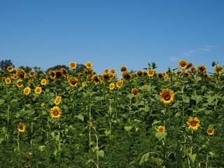 beautiful sunflower field