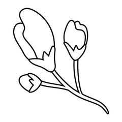 beautiful roses flowers and leafs garden line style icon