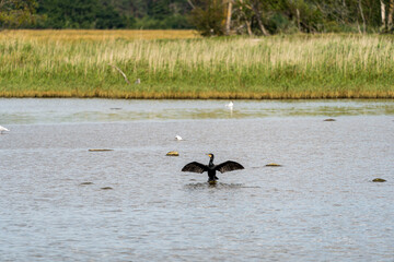 Double Crested Cormorant standing on rock and drying his wings. Natural background. Selective focus.