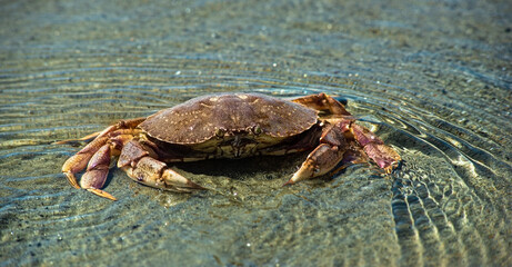 granchio prende il sole e si rilassa in acqua