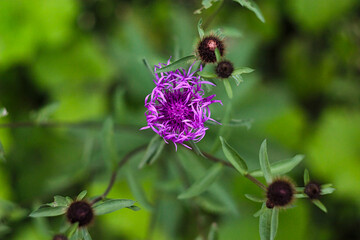 Fototapeta na wymiar bright purple flower (top view)