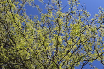 Fresh new leaves brighten from spring sunshine against a blue sky 