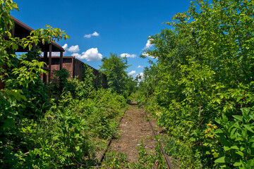 Fototapeta na wymiar Railway track in the bushes