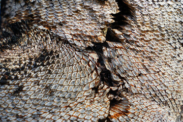 Closeup: abstract pattern on the trunk of an Australian grass tree. Looks like snake skin.