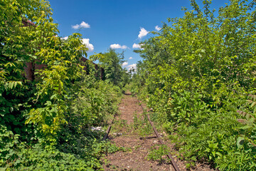 Fototapeta na wymiar Railway track in the bushes