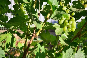 grapes on the vine