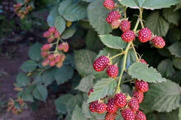 berries of blackberry
