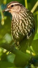 bird of prey