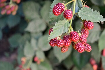 red berries on a bush