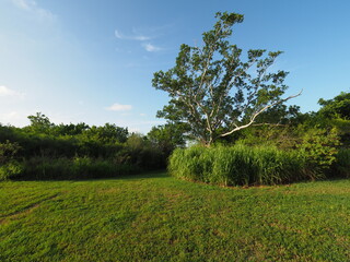 Fototapeta premium Tree and bright green vegetation at trailhead at Eco Pond in Everglades National Park, Florida in summer.